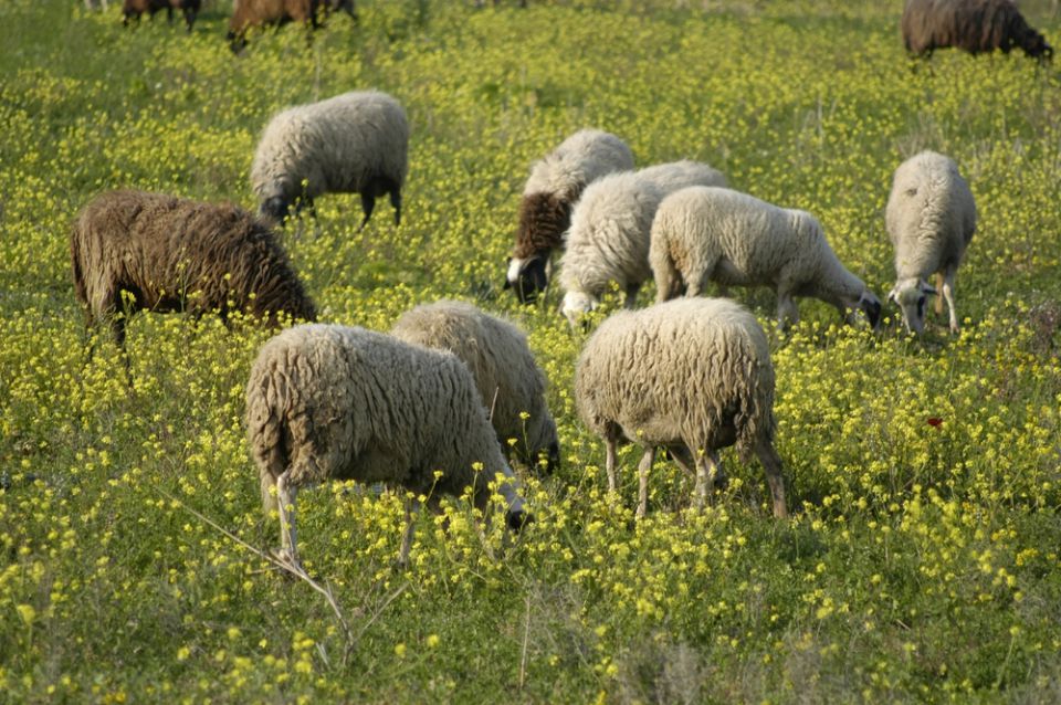 pasení ovcí v beskydech ideální dárek k 50